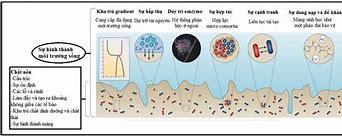 Cấu Trúc Màng Sinh Chất Của Vi Khuẩn